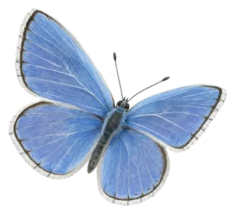 A painted Common Blue butterfly, wings open